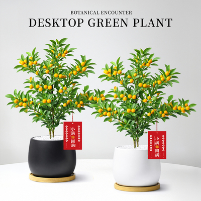 金豆盆景老桩盆栽室内绿植耐寒年宵花金桔树带果办公室桌面好养活
