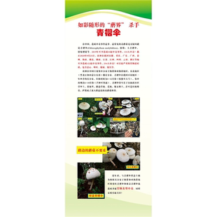 认识毒蘑菇品种海报蘑菇界各种毒菇海报图片自粘贴纸kt板