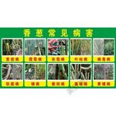 自粘图常见病虫害图谱海报墙纸背胶贴纸定制贴纸 葱子 大葱 葱