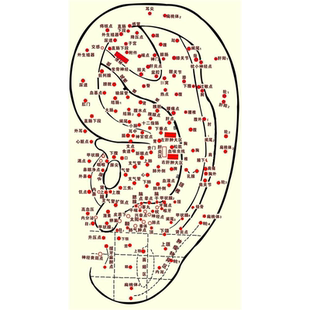 耳朵穴位对照图耳部反射区海报耳科宣传高清海报人体耳朵经络图