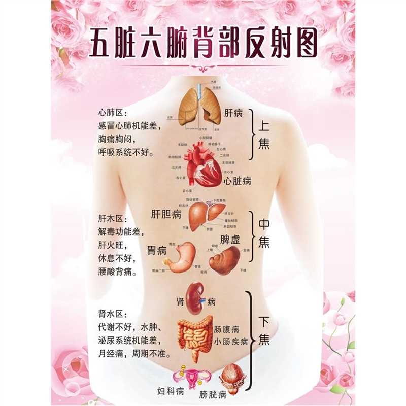 美容院装饰画面部穴位图五脏六腑背部反射海报养生馆背部经络图贴