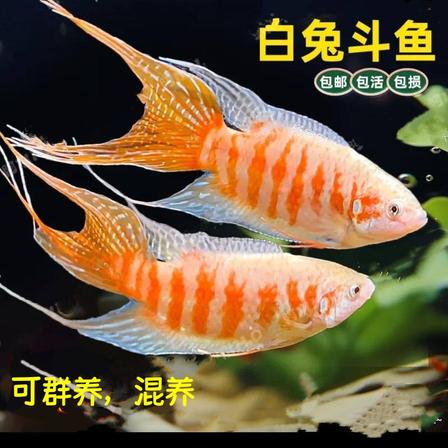 鸿运白兔中国斗鱼冷淡水活体小型宠物观赏鱼好养耐活新手鱼免打氧
