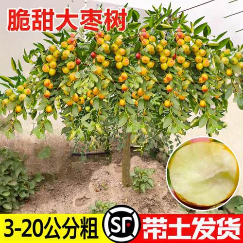 枣树活苗特大超甜冬枣金