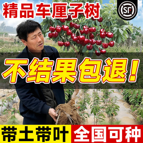 正宗车厘子树苗大樱桃果