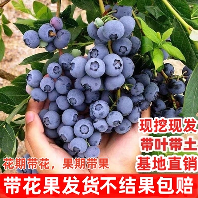 蓝莓树果苗带土南北方种