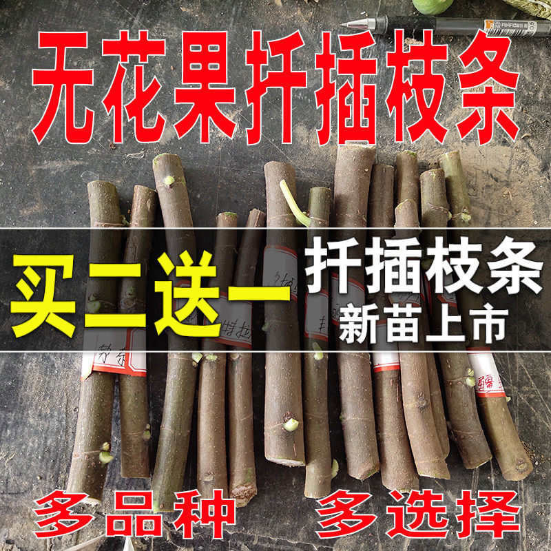 无花果扦插枝条果树苗嫁接枝条接穗新品种波姬红无花果苗四季种植