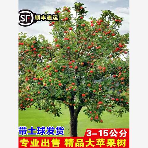 特大红富士苹果树苗冰糖