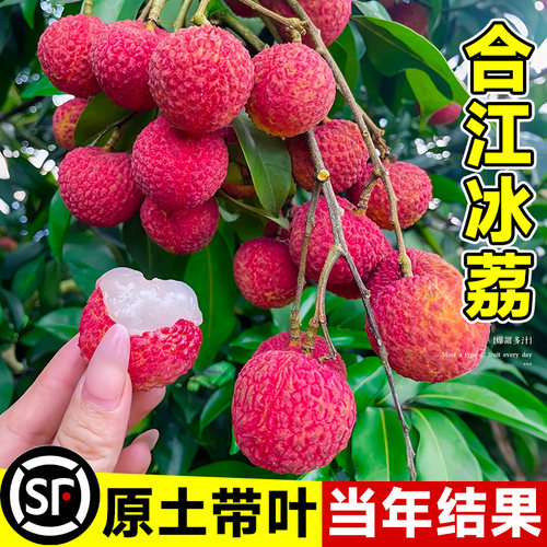 合江冰荔枝苗树新品种仙