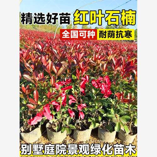 红叶石楠树苗球小苗篱笆