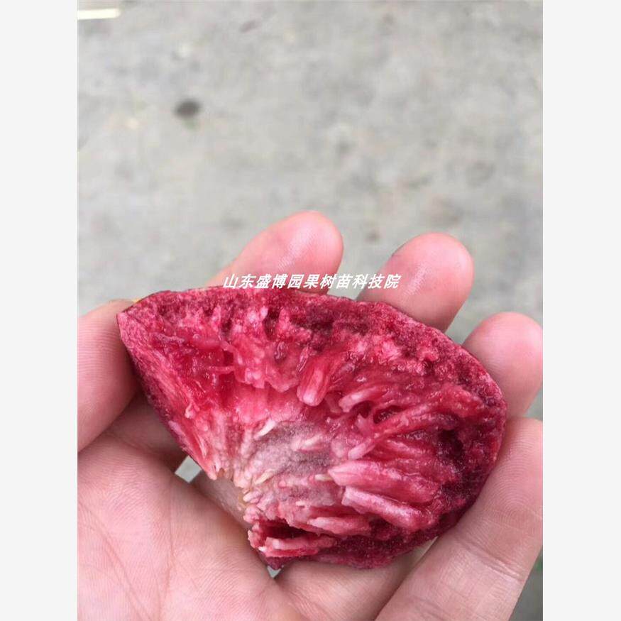 嫁接朱砂红色桃树苗晚熟紫肉血桃红肉血桃苗盆地栽北南方庭院种植