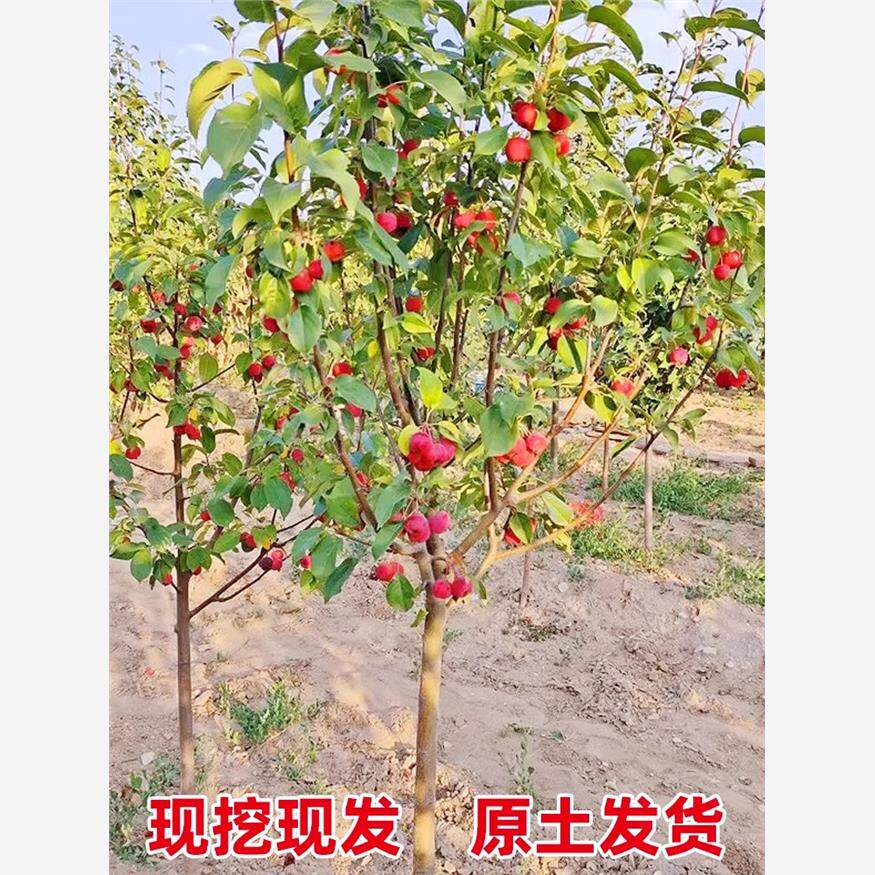鸡心果树苗沙果123小苹果特大庭院南北方种植盆地栽耐寒海棠果苗