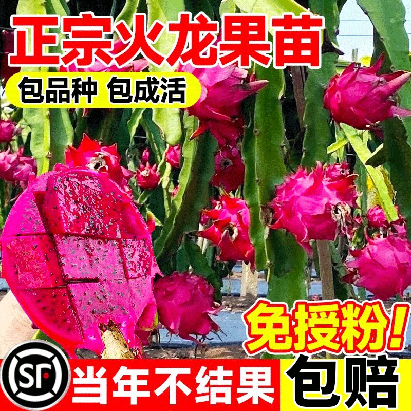 火龙果树果苗四季结果红