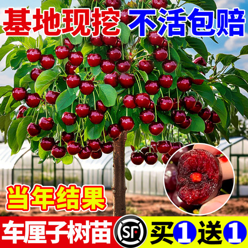 车厘子树苗樱桃树南北方