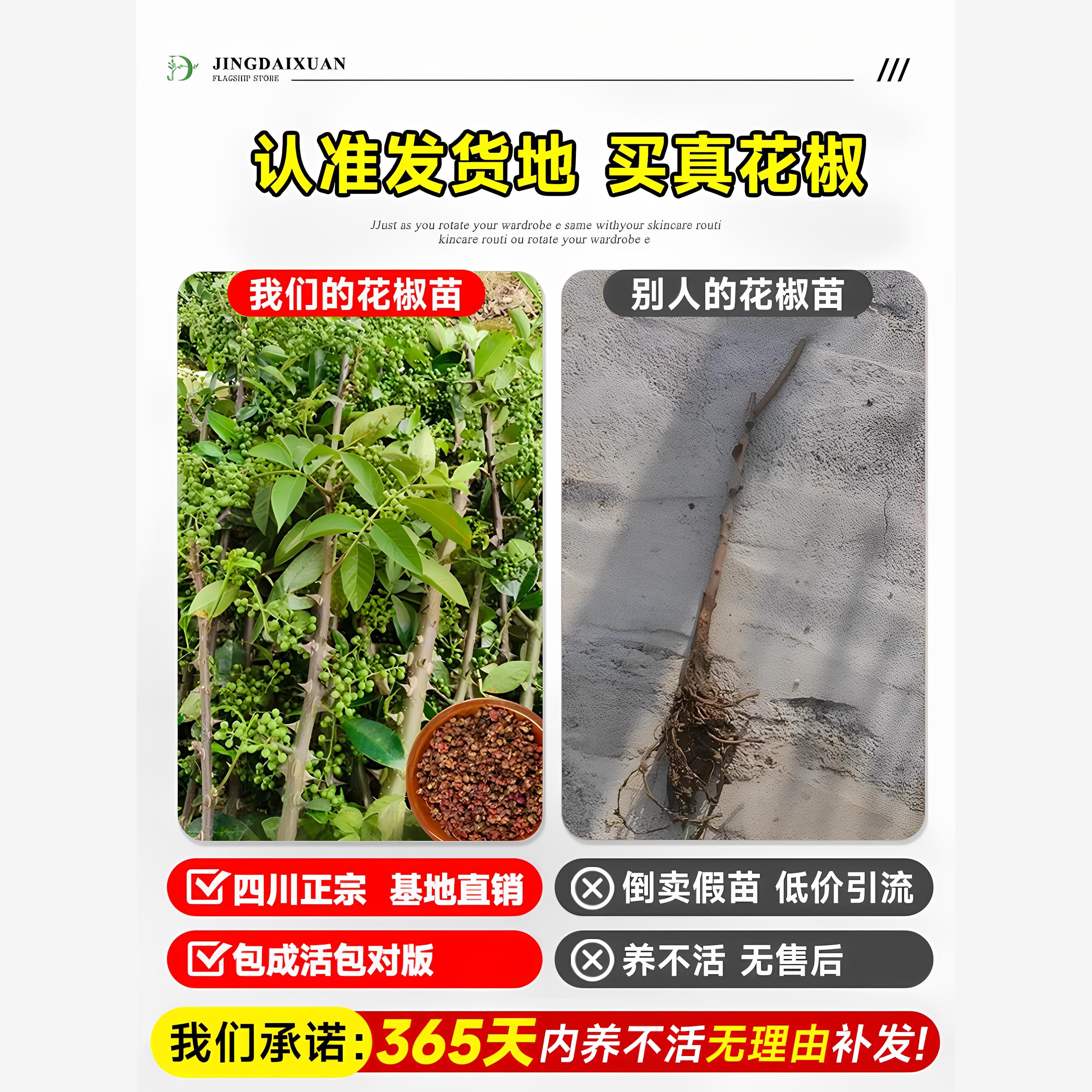 花椒苗树九叶青小苗带土