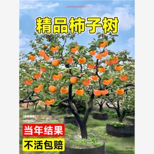 柿子树果苗特大号庭院嫁接苗盆栽南北方耐寒矮化老桩甜脆四季树苗