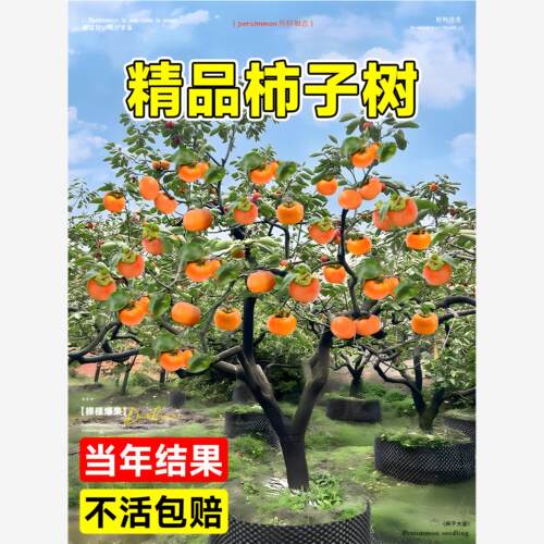 柿子树果苗特大号庭院嫁