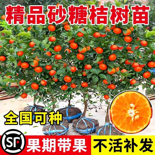 沙糖桔树苗地栽盆栽南方