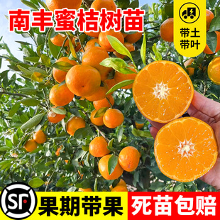 正宗江西南丰蜜桔苗嫁接南丰蜜橘树苗贡桔早熟桔子无核果树苗南方