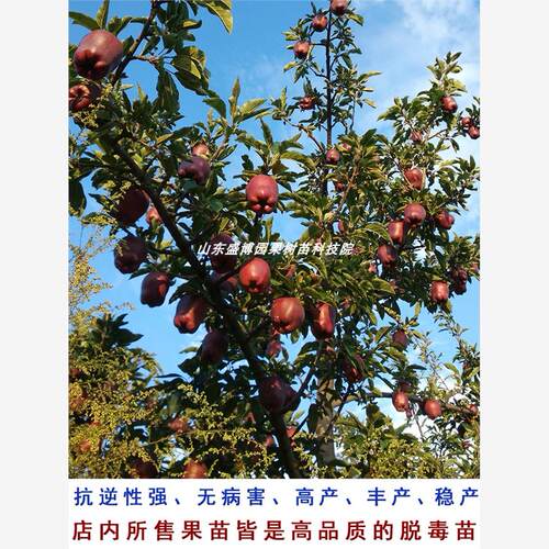 苹果树苗美国红蛇嫁接花