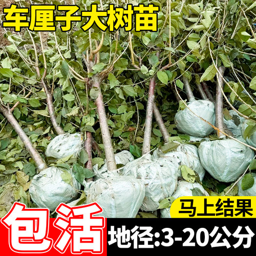 特大车厘子树苗嫁接大樱
