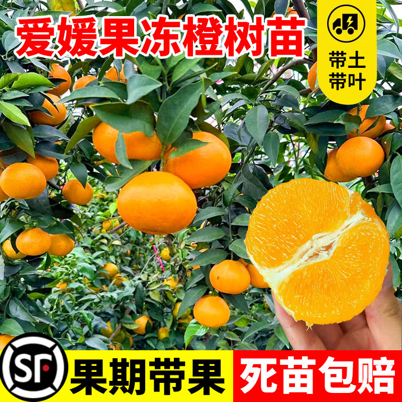 爱媛38号树苗果冻橙子树苗橘子象山红美人桔子嫁接果苗当年结果