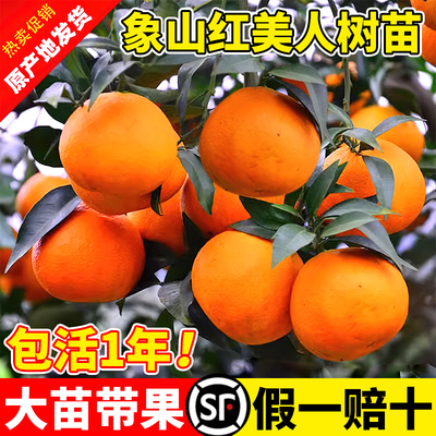 正宗象山红美人树苗爱媛2