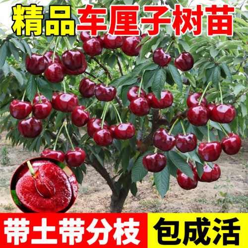 车厘子树苗樱桃树南方北