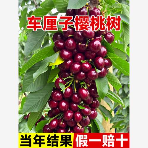正宗车厘子樱桃树果苗特