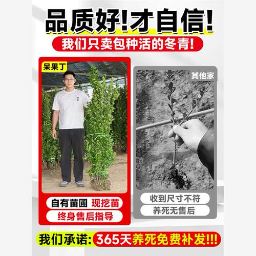 冬青树苗篱笆墙植物法国