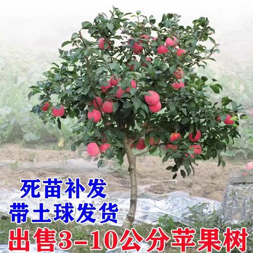 特大苹果树果苗嫁接冰糖