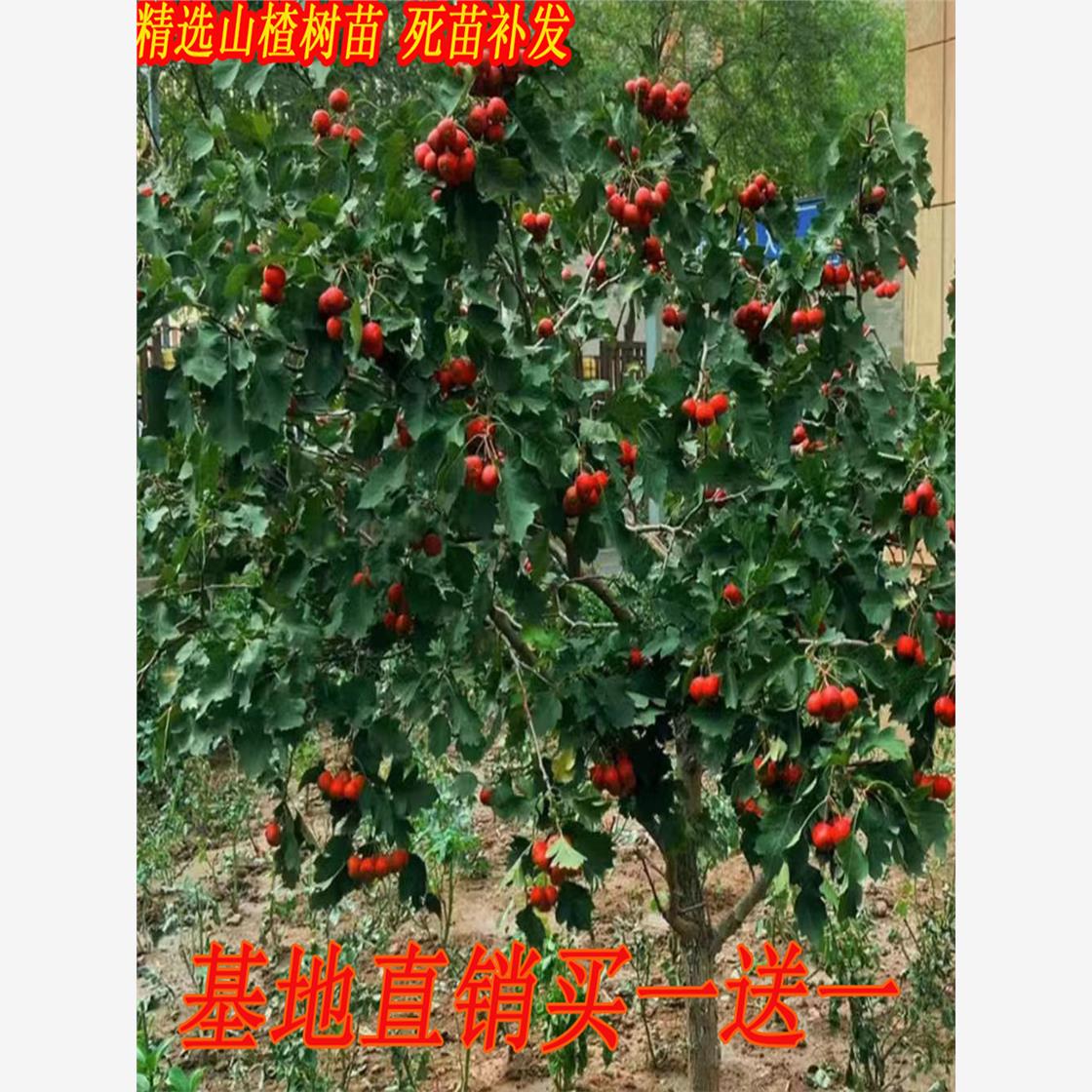 大山楂树活苗大五棱甜红