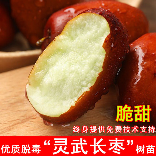 嫁接宁夏灵武长枣枣树活