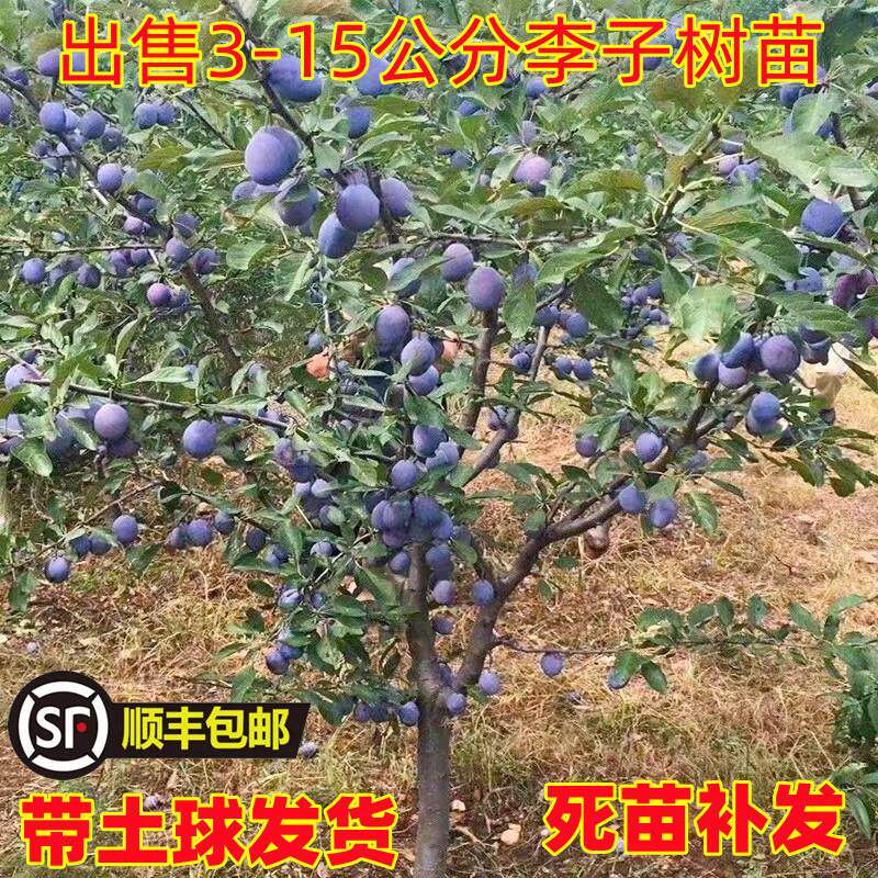 西梅树树苗特大蓝蜜法兰西带土南北方庭院阳台种植当年结果果树苗