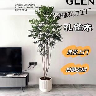 孔雀木绿植室内盆栽观赏植物客厅大型落地网红观叶四季好基地直发
