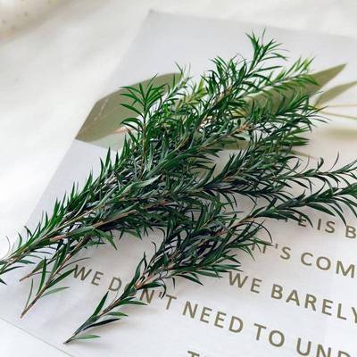 天然千层金干 干燥花永生真花婚庆软装场景布置森林风格diy花材文