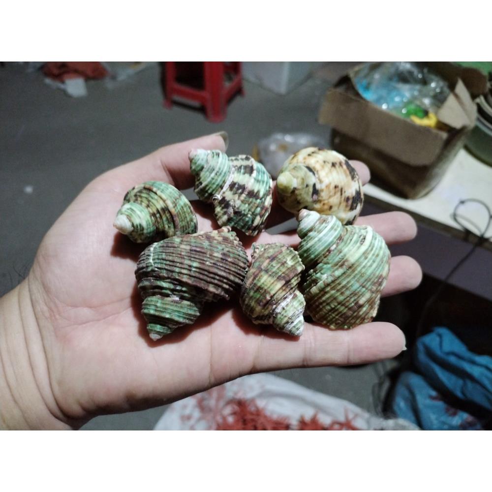 天然海螺 1斤60多祇 银口绿嵘螺 3-6厘米 寄居蟹替换壳 鱼缸造景