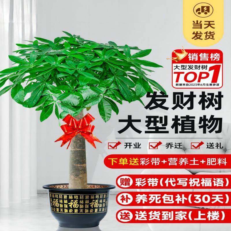 发财树盆栽室内大棵好养步步高招财绿植办公室内乔迁开业盆景花卉
