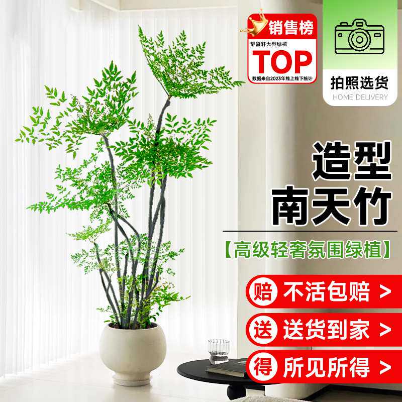 南天竹绿植室内盆栽客厅办公室四季好养真树花卉落地大型植物盆景