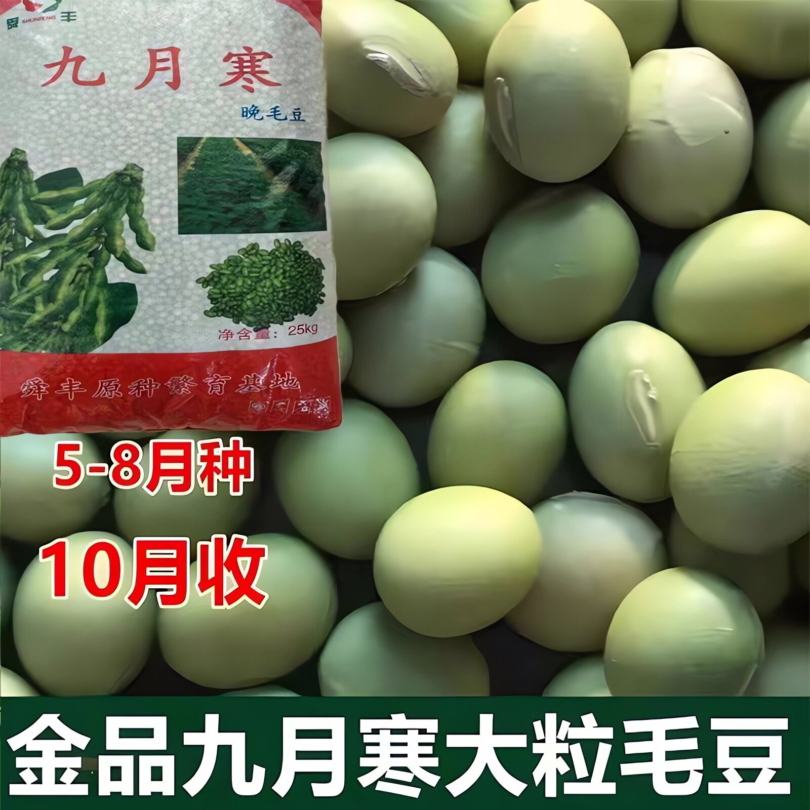 九月寒毛豆种子大粒晚熟青豆种孓高产鲜食重阳豆菜用蔬菜种孑