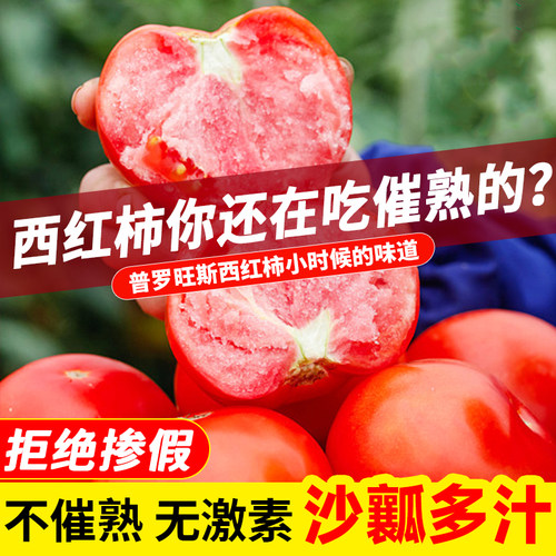 普罗旺斯西红柿沙瓤自然熟不催熟