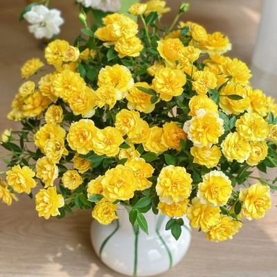 微月 布莱恩小姐 月季花苗 微型月季多头勤花灌木 庭院阳台盆栽