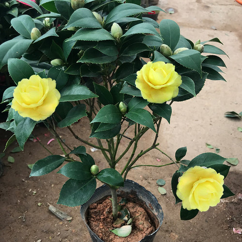 正黄旗茶花盆栽山茶花树花苗观花植物花卉室内阳台庭院阳台绿植