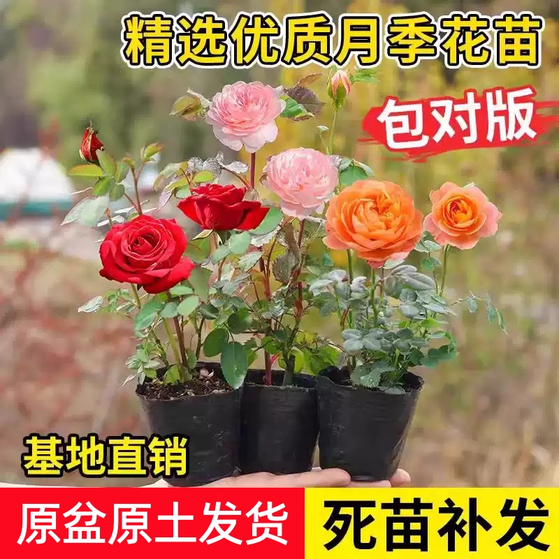 小苗玫瑰果汁阳台开花绿植