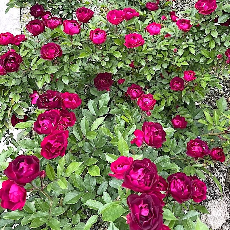 藤本 雀之舞 爬藤蔷薇月季花苗灌木多头浓香勤花月季庭院阳台盆栽,鲜花速递/花卉仿真/绿植园艺,月季/蔷薇/玫瑰,淘宝优惠券,粉丝福利购,淘宝优惠卷