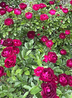 藤本 雀之舞 爬藤蔷薇月季花苗灌木多头浓香勤花月季庭院阳台盆栽