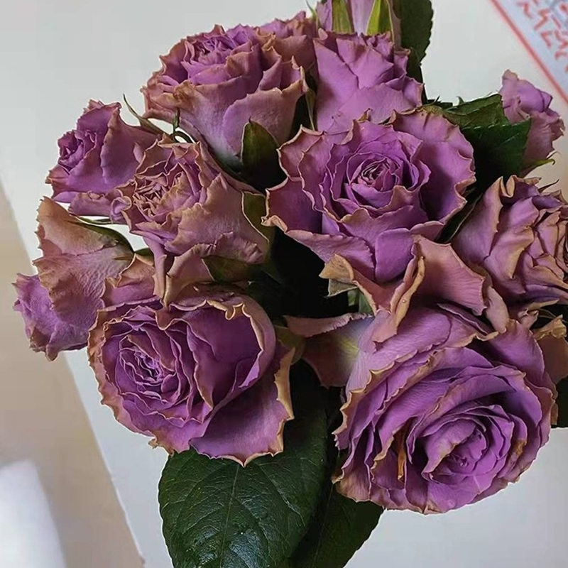 特洛伊/42号公路 月季玫瑰花苗 复古紫色 阳台盆栽花园花卉绿植物