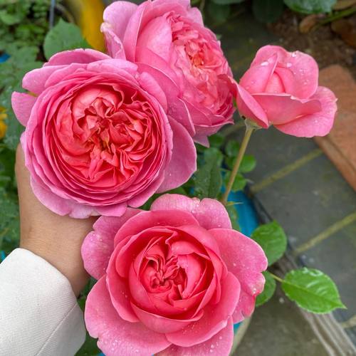 新品 博斯科贝尔 月季花苗 奥斯汀包子型 庭院阳台盆栽花卉