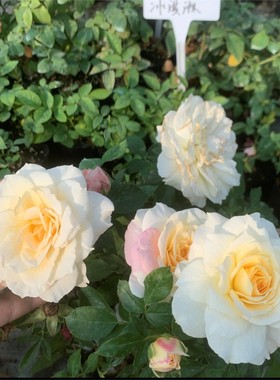 新品 冰激凌冰淇淋阳台 月季花苗 大花微月海神王芽变 灌木勤花