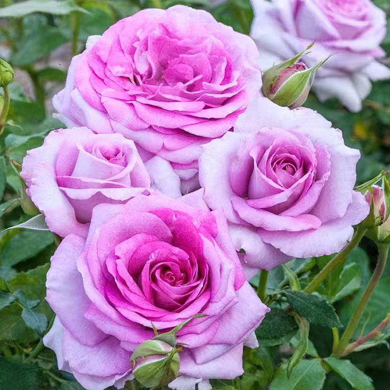 新品 紫罗兰骄傲/维奥莱特 月季花苗灌木大花浓香重瓣勤花月季