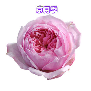 京 日本月季品种 阳台微型 微月 多花 号称开花机器 有枝就有花